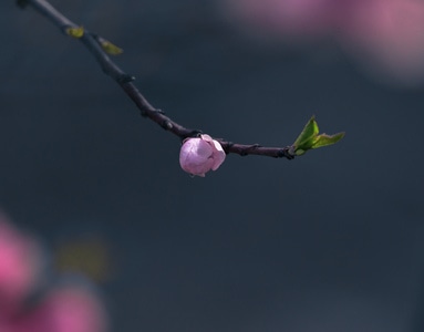 色彩-农村-绿色-光影-植物 图片素材