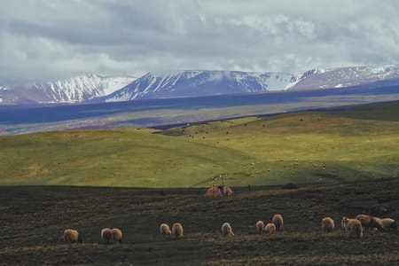 旅行-风光-青海-雪山-牧羊 图片素材