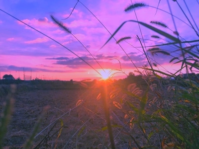 宣城市-手机摄影-夕阳-狗尾巴草-我要上封面 图片素材
