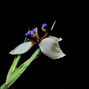 手机摄影-iphone-花卉-像素蜜蜂官方账号-花 图片素材