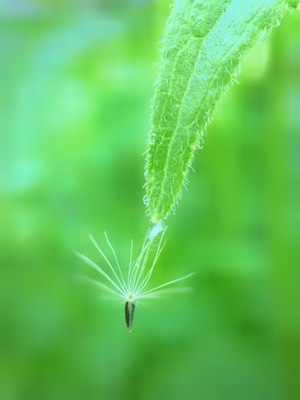 尘世烟火-手机微距-花卉-公园-iphone 图片素材