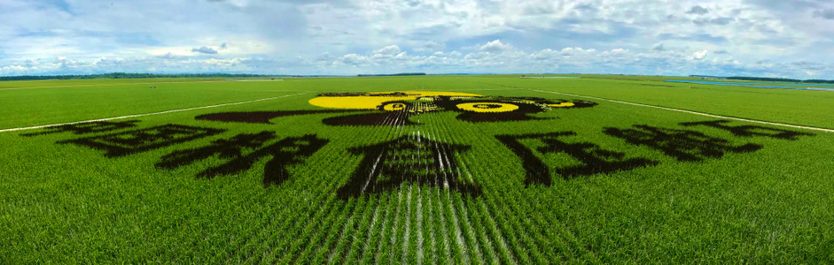 现代大农业-万亩大地号-农田-水稻-农业 图片素材