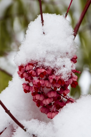 初雪-冬季-红果-生态-红果 图片素材