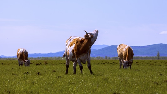 草原-放牛-湿地-户外-马 图片素材