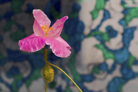 花类-种植-开放-美化环境-花 图片素材