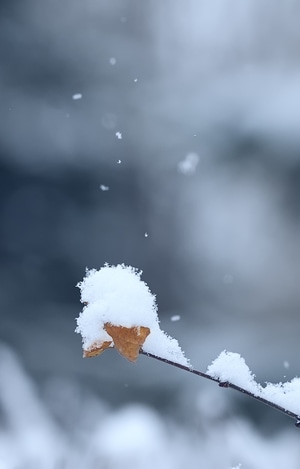雪景-下雪-红叶-春天-雪景 图片素材