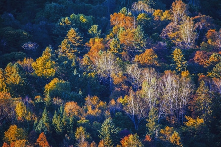 秋天-五花山-白桦-树林-风景 图片素材