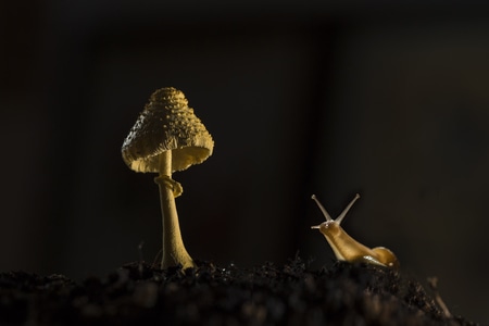 昆虫-蘑菇-蜗牛-光线-黑背景 图片素材