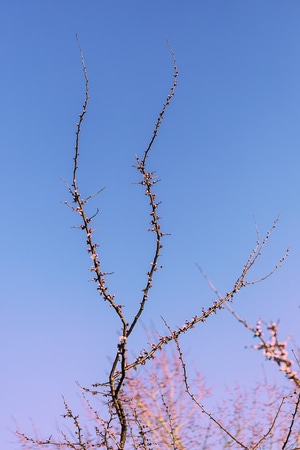 杏花-花树-春天-东北-杏花 图片素材