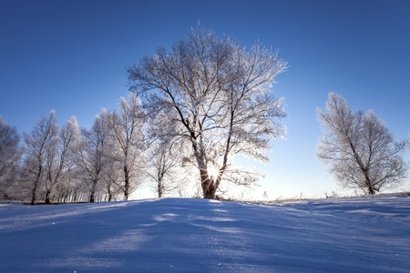 雪景-风光-清晨-星光-蓝天 图片素材