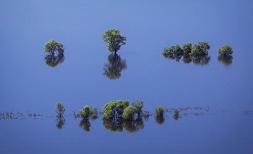 湿地-树木-倒影-碧水-蓝色 图片素材