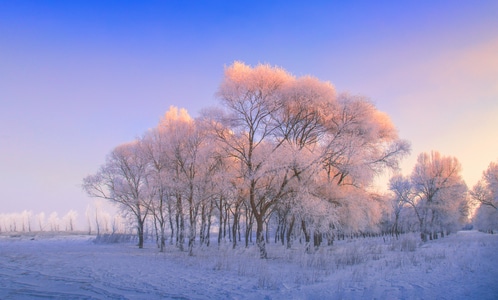 拍客-雪景-雾凇-风光-晨光 图片素材
