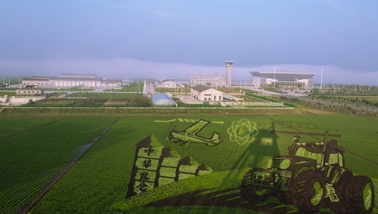 建三江机场-春天-晨雾-水稻-稻田画 图片素材