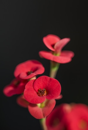 刺梅-盆栽-红花-刺梅-花 图片素材