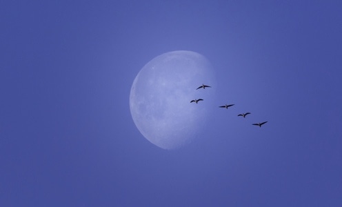 大雁-北飞-清晨-天空-月亮 图片素材