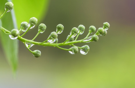 花蕾-雨中-春天-生态-水珠 图片素材