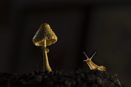 蜗牛-蘑菇-植物-生态-微距 图片素材