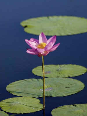 荷花-植物-盛夏-盛开-池塘 图片素材