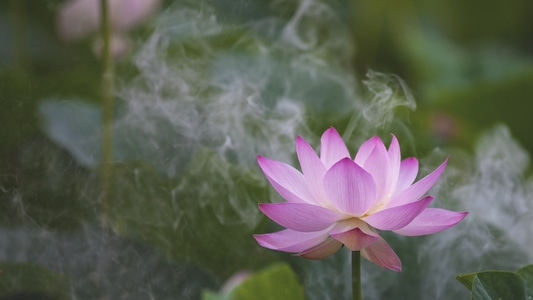 荷花-开放-云雾-夏天-花 图片素材
