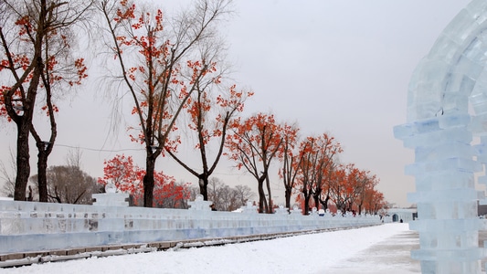 雪景-花树-寒冬-公园-雪景 图片素材