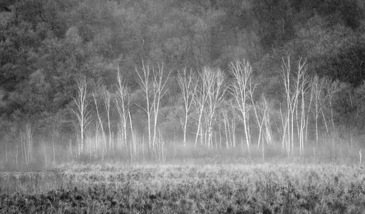 森林-白桦-薄雾-黑白-春天 图片素材
