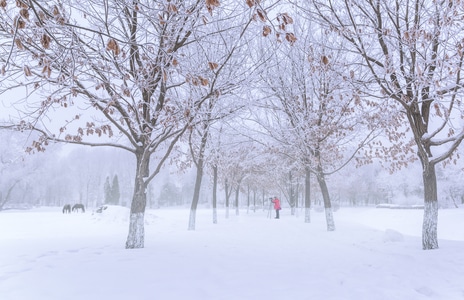 拍客-雪景-雾凇-寒冬-雪景 图片素材