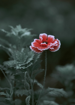 花类-植物-红花-花-红花 图片素材