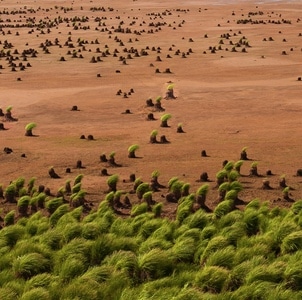 湿地-塔头-沙漠-自然-风景 图片素材