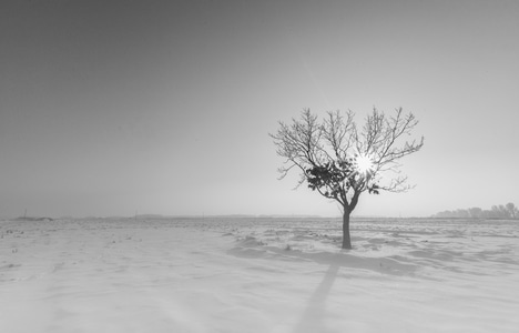 雪景-风光-早晨-黑白-寒冬 图片素材