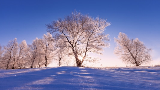 雾凇-星光-雪地-冬天-严寒 图片素材