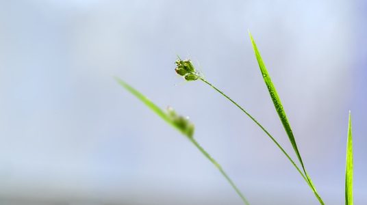 春天-小草-生态-生长-生命 图片素材