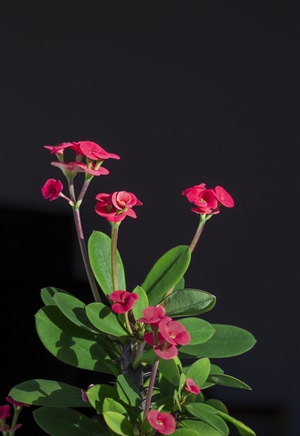 刺梅-花类-生态-花-花朵 图片素材