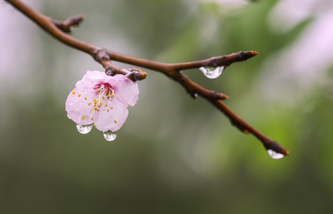 杏花-在雨中-春天-生态-杏花 图片素材