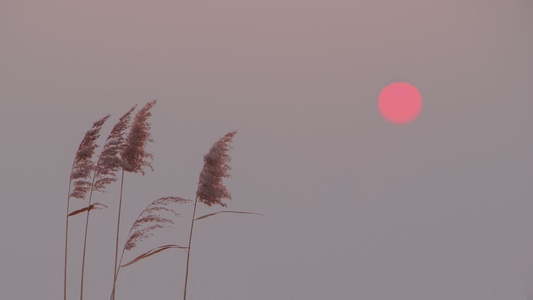 芦苇-黄昏-落日-迷雾-芦苇 图片素材