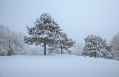 雪景-风光-雾凇-东北-寒冬 图片素材