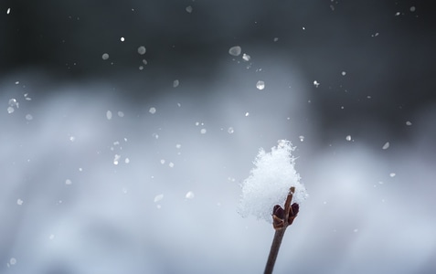 生态-白雪-春天-雪花-白雪 图片素材