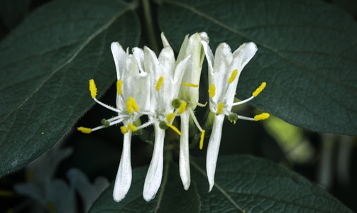 植物-生态-花-花树-春天 图片素材