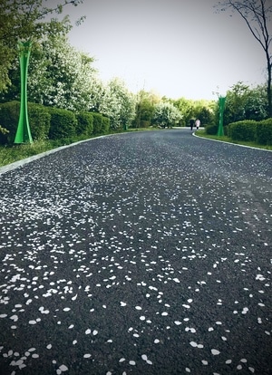 植物园-清晨-落花-晨练-道路 图片素材