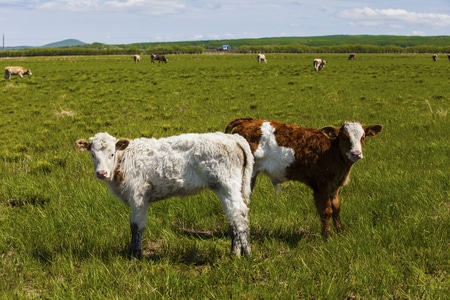 草原-湿地-放牧-牛-春天 图片素材