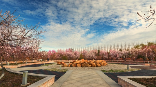 旅拍-植物园-建三江-杏花树-广场 图片素材