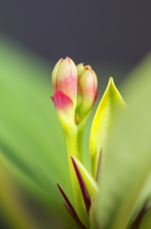 刺梅-盆栽-植物-花类-花 图片素材