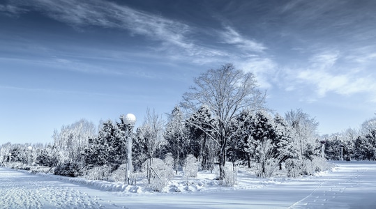 雪景-风光-寒冬-雾凇-植物园 图片素材