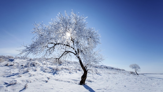 雾凇-风光-雪景-蓝天-星光 图片素材