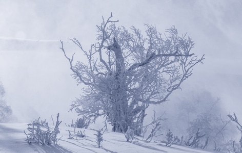 雾凇-雪景-风光-东北-冬天 图片素材