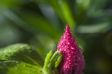 真香-花-露珠-花-花苞 图片素材