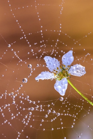 花-蜘蛛网-露珠-植物-花 图片素材