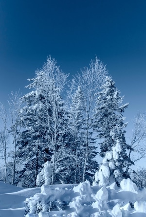 雪景-风光-寒冬-雾凇-寒冷 图片素材