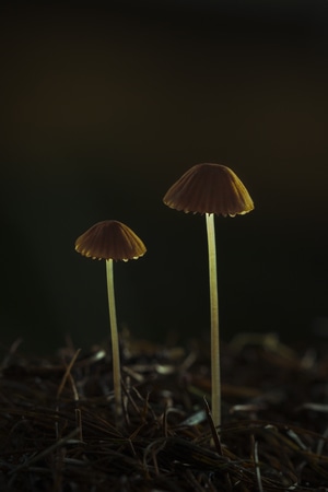 蘑菇-自然-光线-微距-野生 图片素材