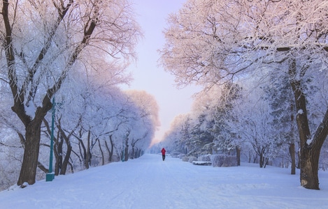 雪景-风光-雾凇-树挂-东北 图片素材