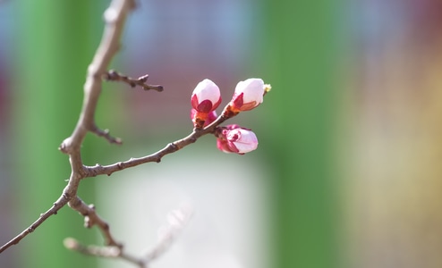 杏花-生态-植物园-花树-含苞欲放 图片素材